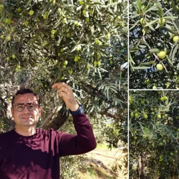 Sadece Antalya’da Üretiliyor: 14 Kilogramdan Sadece 1 Litre Elde Ediliyor