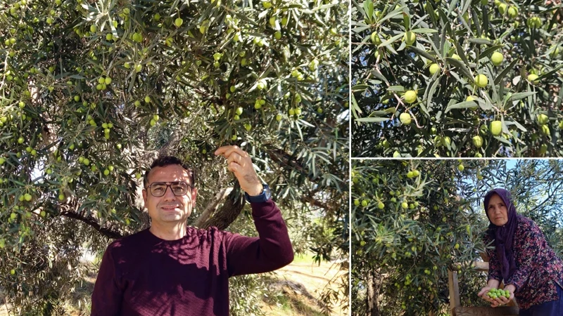Sadece Antalya’da Üretiliyor: 14 Kilogramdan Sadece 1 Litre Elde Ediliyor